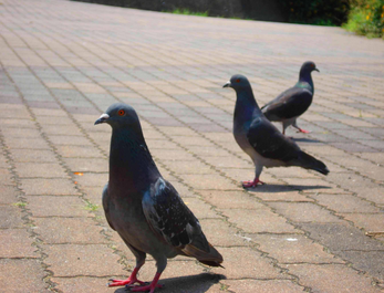 hato